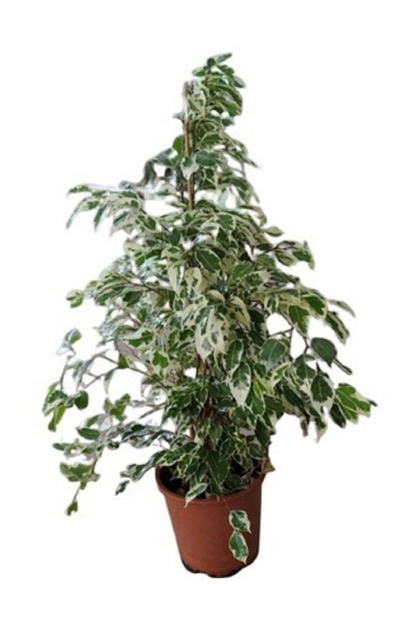 Videolu Alacalı Benjamin Bitkisi 1 Adet 80-100cm Ev Ofis Salon Bitkisi (benjamin Ficus Starlight ) - 4