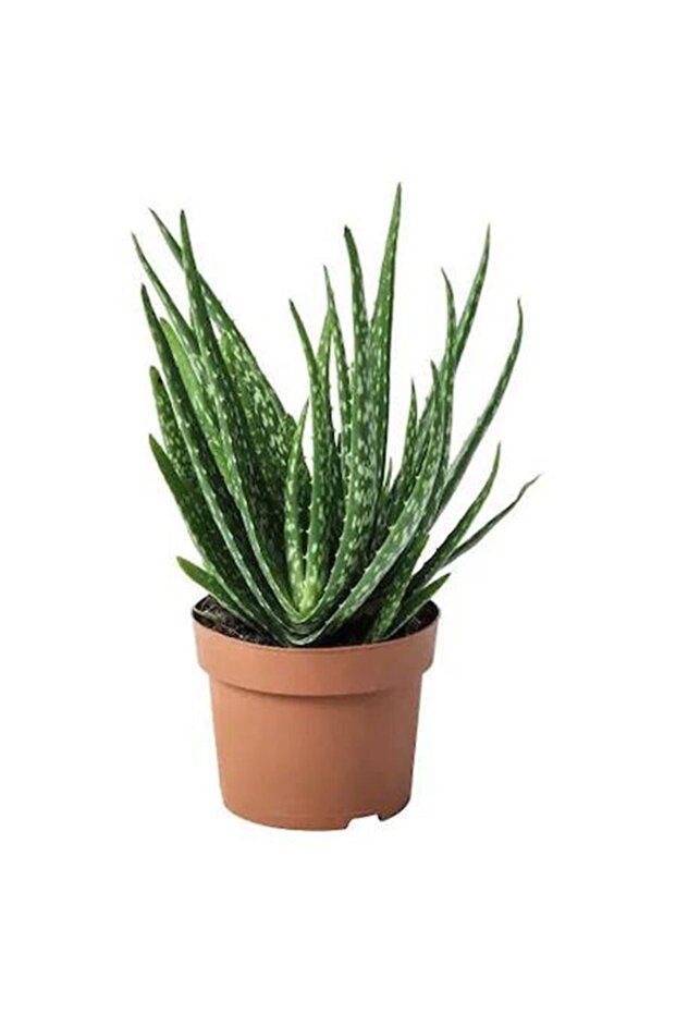Aloe Vera - 1