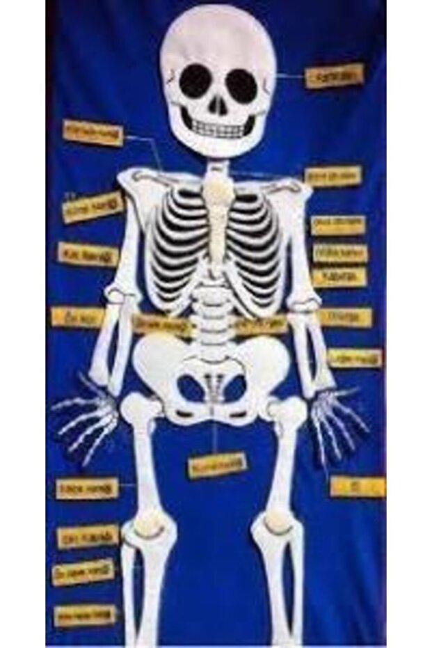لوحة نموذج الهيكل العظمي الفيلكرو - 1