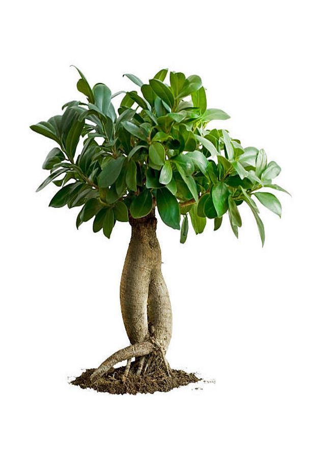 Videolu Ginseng Bonsai 1 Adet Saksılı 40-60 Cm Iç Mekan Salon Ofis Bitkisi (FİCUS MİCROCARPA) - 2