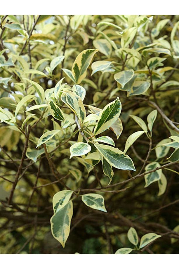 Videolu Alacalı Benjamin Bitkisi 1 Adet 80-100cm Ev Ofis Salon Bitkisi (benjamin Ficus Starlight ) - 2