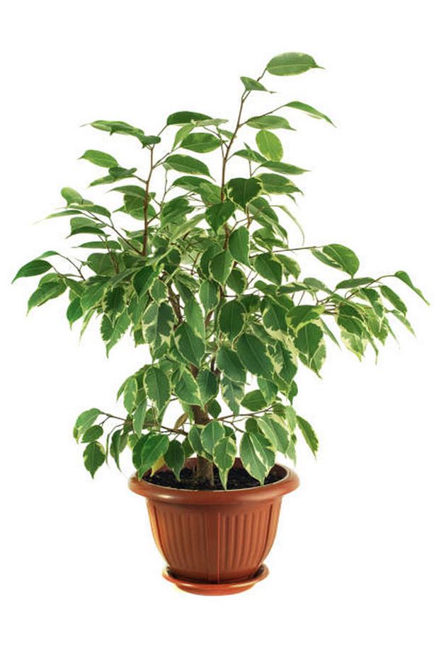 Videolu Alacalı Benjamin Bitkisi 1 Adet 80-100cm Ev Ofis Salon Bitkisi (benjamin Ficus Starlight ) - 3