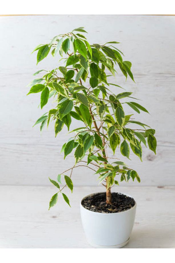 Videolu Alacalı Benjamin Bitkisi 1 Adet 80-100cm Ev Ofis Salon Bitkisi (benjamin Ficus Starlight ) - 1