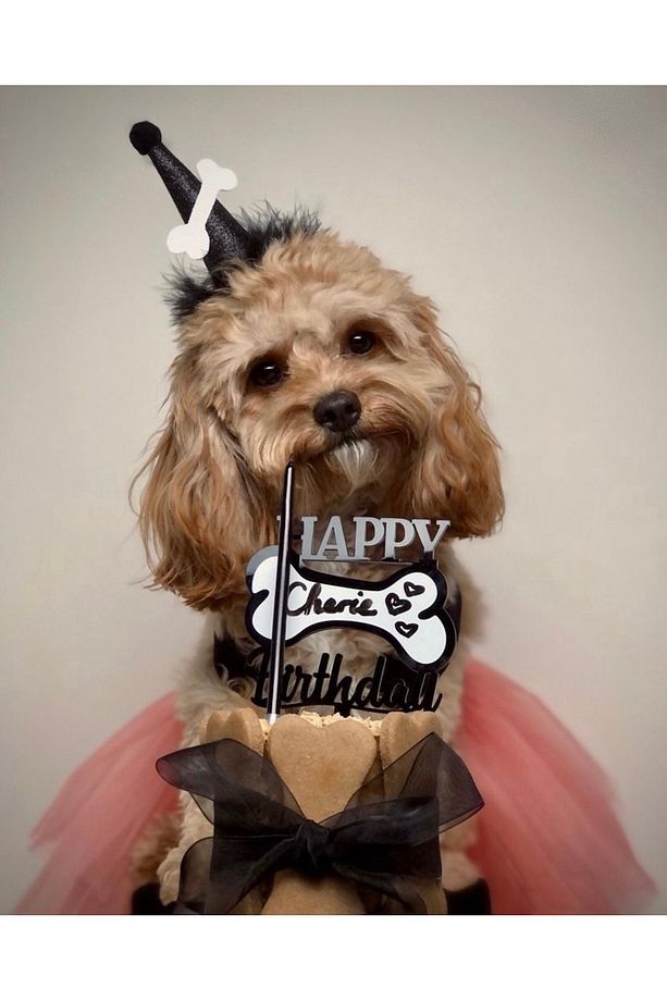 Köpekler için mini kutlama seti! Tasarım pleksi ve kemik şapka (siyah) - 1