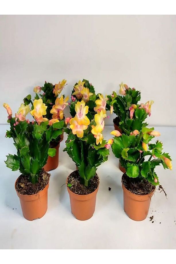 Videolu Sarı Yılbaşı Çiçeği Fidanı 1 Adet Saksılı 10-20cm Iç Mekan Bitkisi (YELLOW RHİPSALİDOPSİS) - 3