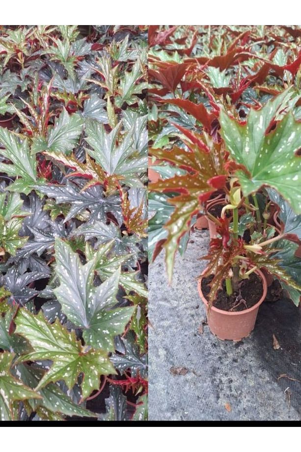 Videolu Çınar Benekli Begonya Çiçeği 1 ADET Saksılı 15-30Cm İç Mekan Ofis Salon Bitkisi(Begonia Rex) - 1