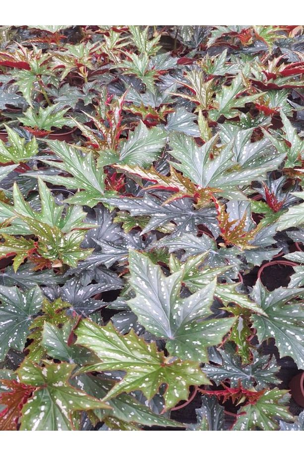 Videolu Çınar Benekli Begonya Çiçeği 1 ADET Saksılı 15-30Cm İç Mekan Ofis Salon Bitkisi(Begonia Rex) - 2