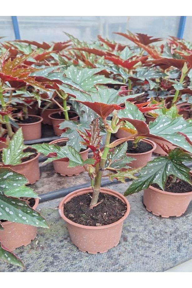 Videolu Çınar Benekli Begonya Çiçeği 1 ADET Saksılı 15-30Cm İç Mekan Ofis Salon Bitkisi(Begonia Rex) - 3