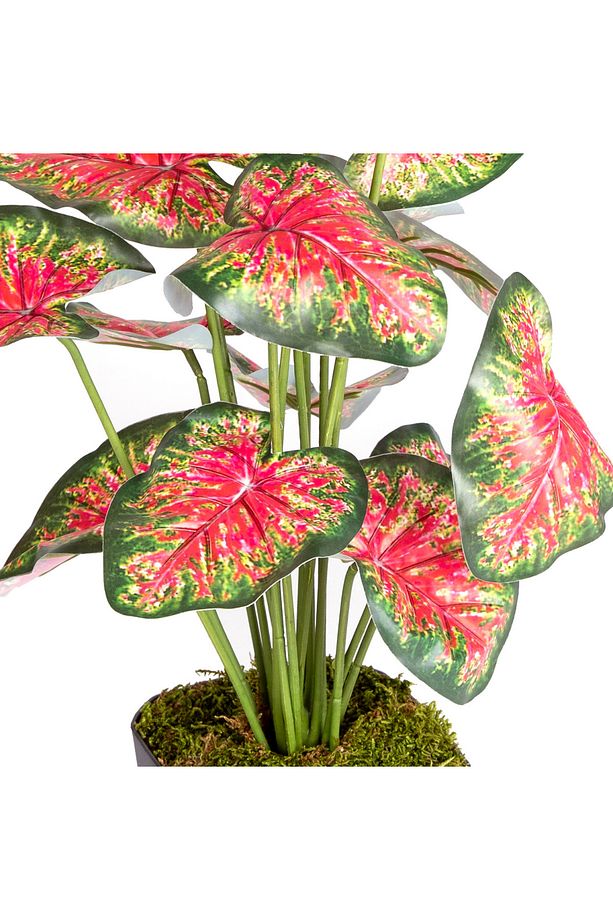 Saksıda Yapay Bitki Caladium-kaladyum Demet Gerçek Dokulu 18 Yaprak 43 Cm. - 2