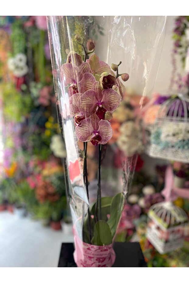 Orkide Çift Dal - 4