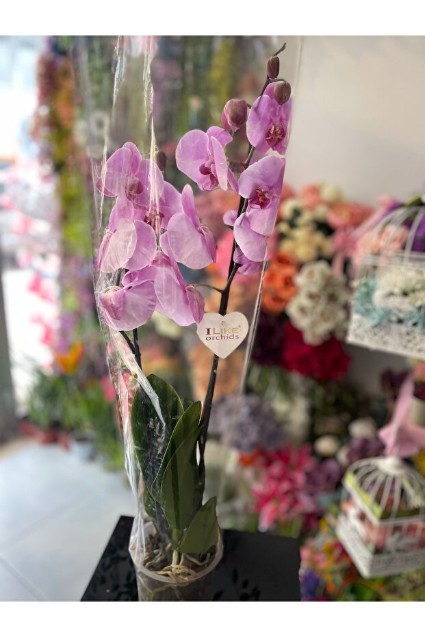 Orkide Çift Dal - 6