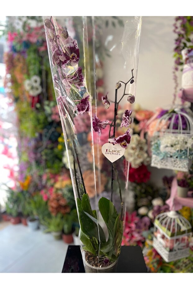 Orkide Çift Dal - 2