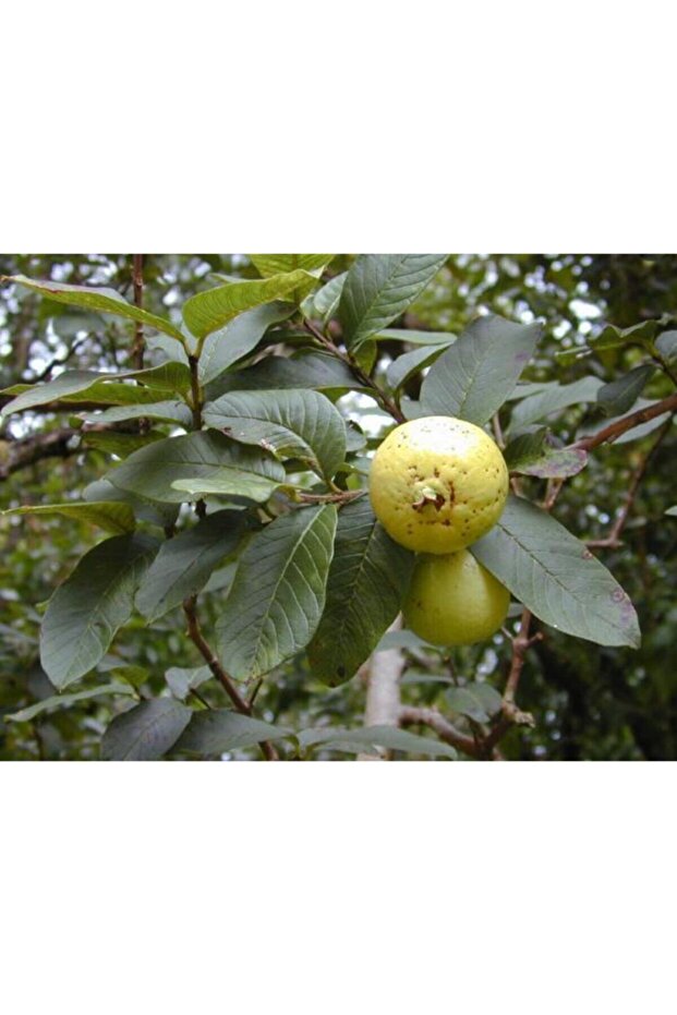 Guava Kaymak Ağacı Fidanı 100 Cm - 3