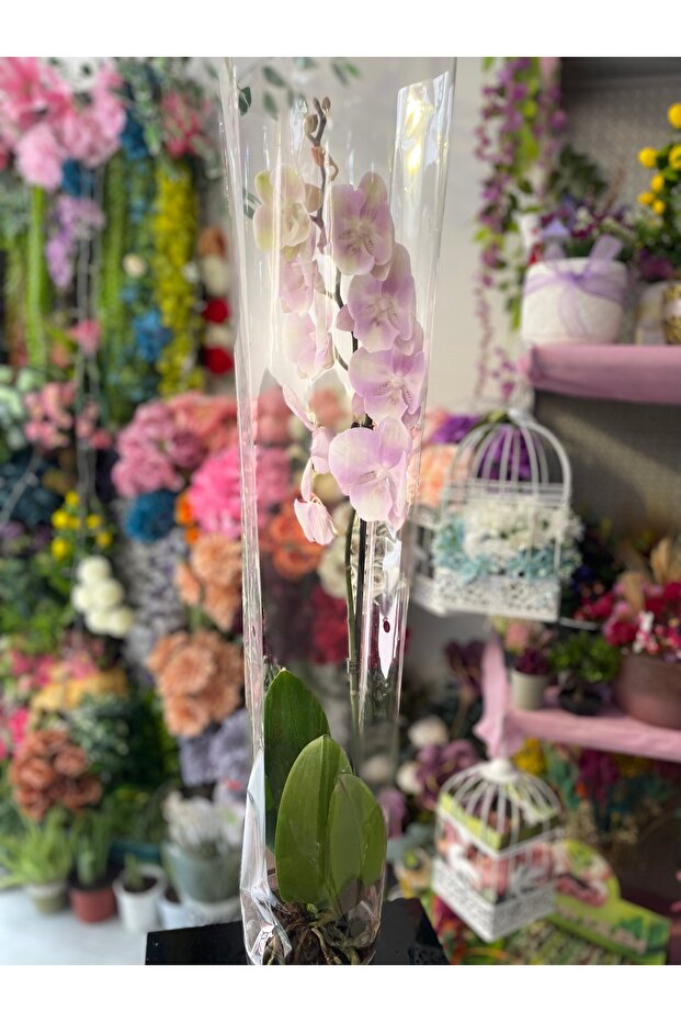 Orkide Canlı Tek Dal - 2