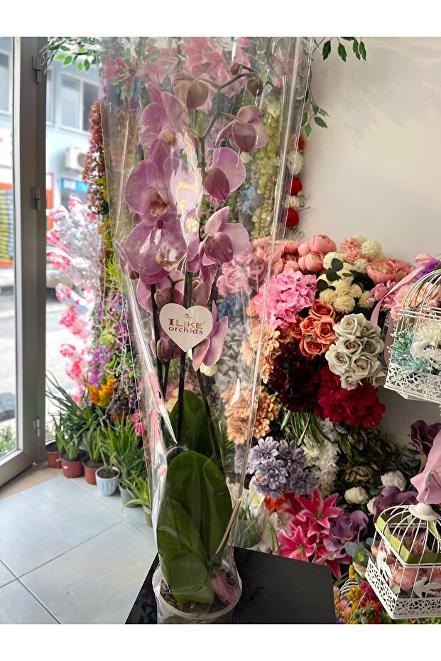 Orkide Çift Dal - 7