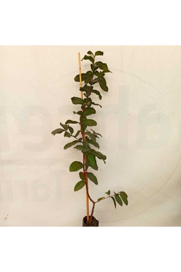 Guava Kaymak Ağacı Fidanı 100 Cm - 2
