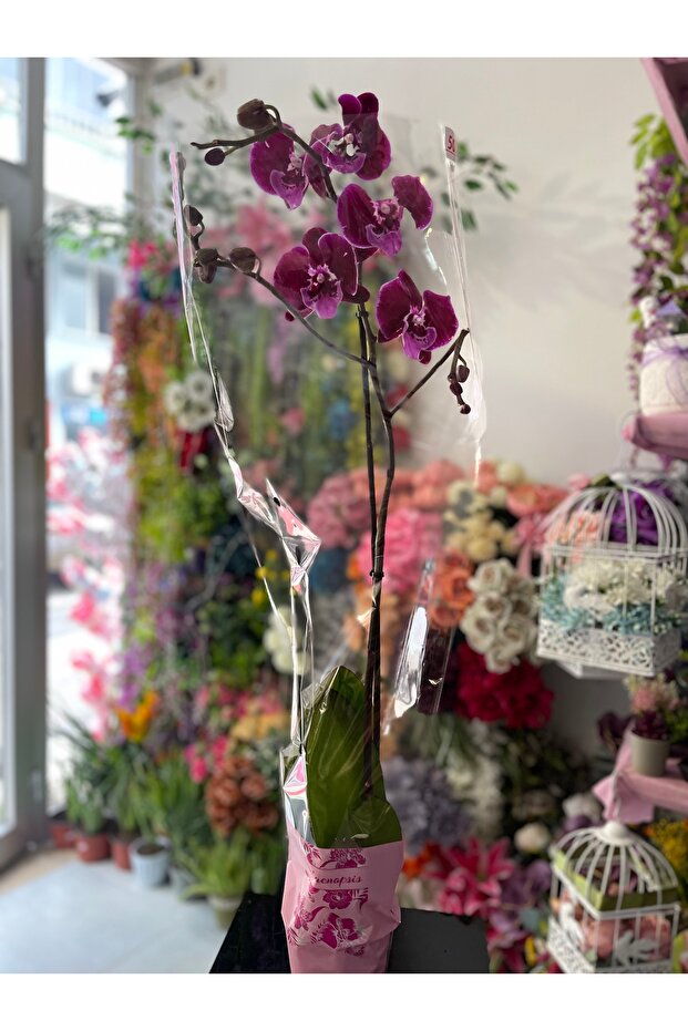 Orkide Canlı Tek Dal - 4