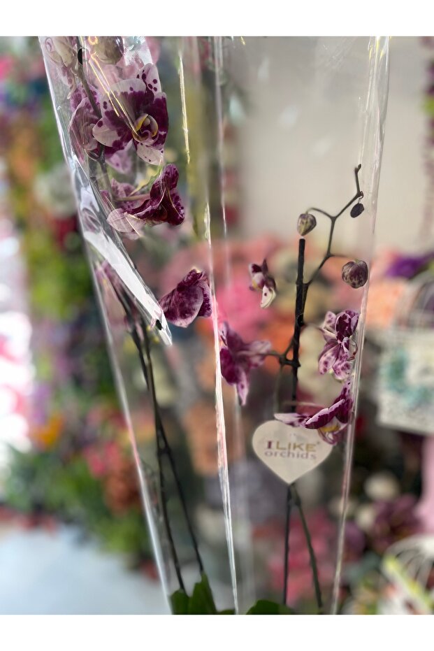 Orkide Çift Dal - 3