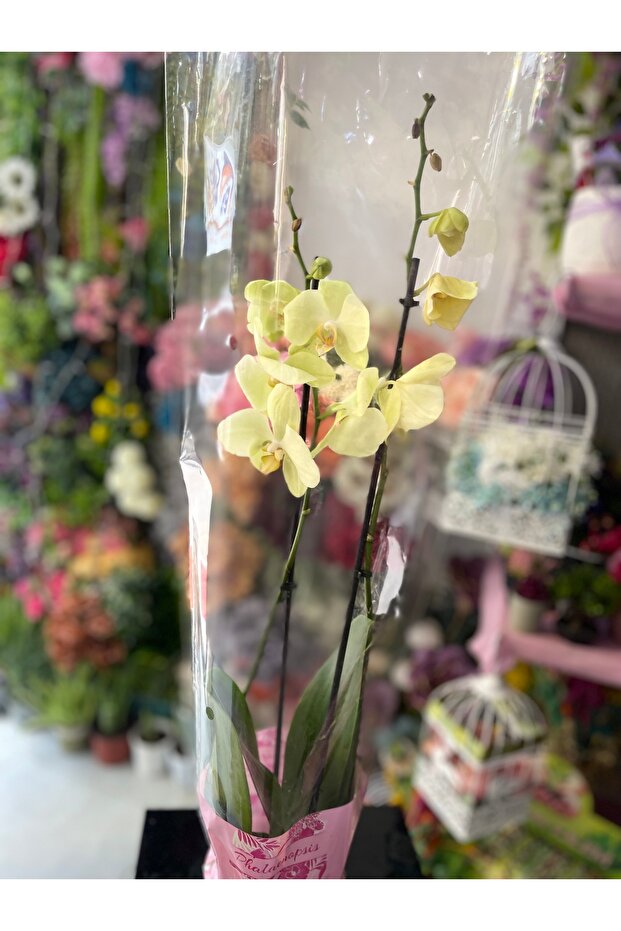 Orkide Çift Dal - 5