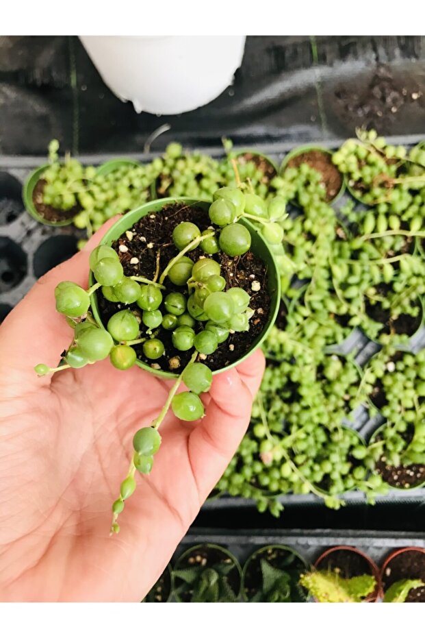 Tesbih Çiçeği - 1