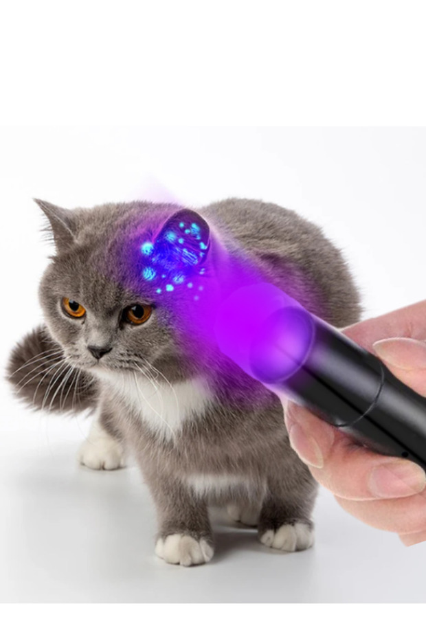 ultraviolet cat dog mushroom urine showing uv light large size flashlight - 3