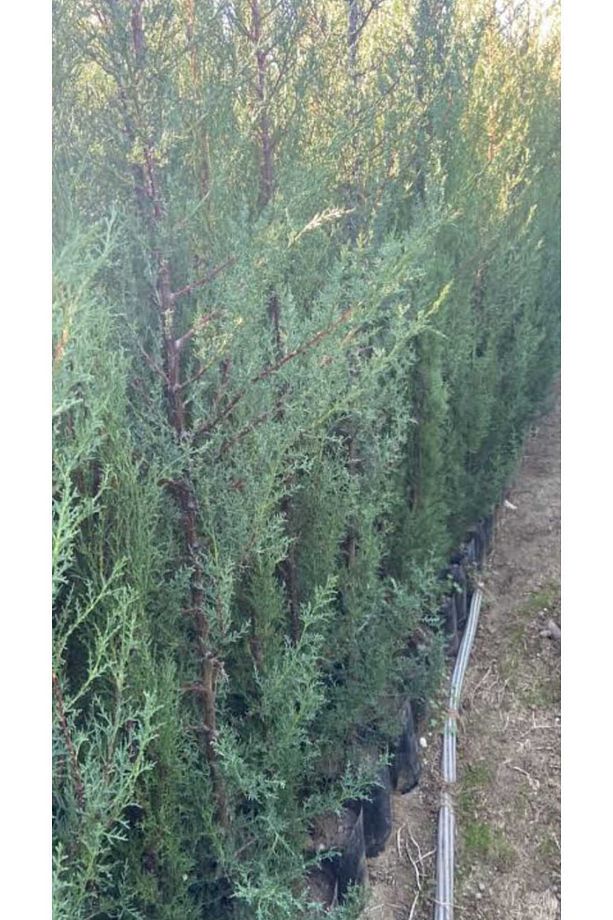 6 Adet Tüplü Kara Servi Boy 90-120cm - 2