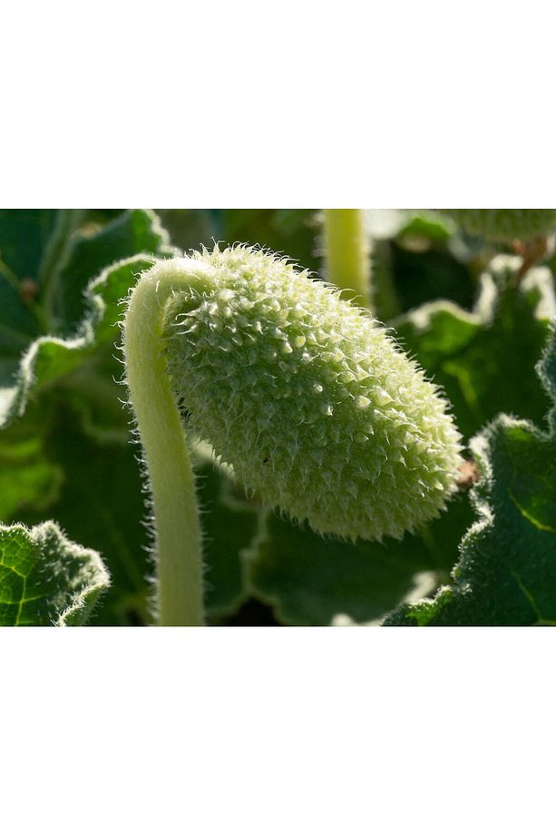 Acı Kavun Squirting Cucumber 5 Adet - 1