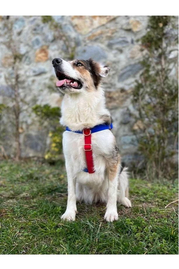 Charmlı Sirius Köpek Göğüs Tasma Seti - 2