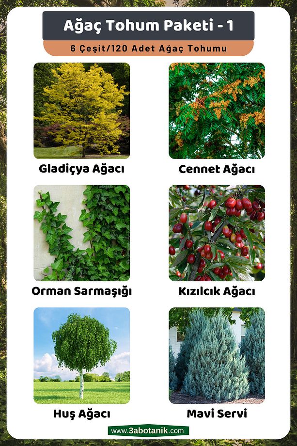 Ağaç Tohum Paketi-1, (GLADİÇYA, CENNET, ORMAN SARMAŞIĞI, KIZILCIK, HUŞ, MAVİ SERVİ) Ağaç Tohumları - 1