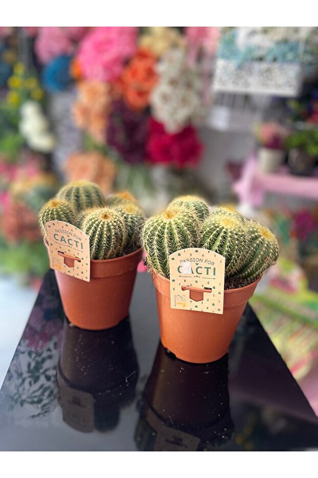 Kaktüs - 4