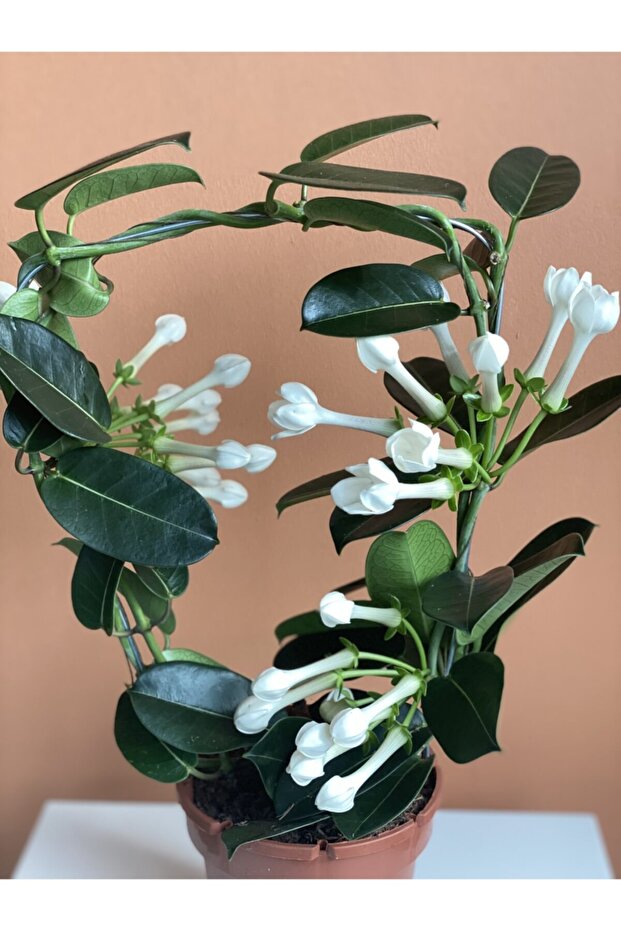 Madagaskar Yasemin (stephonatis) - 2