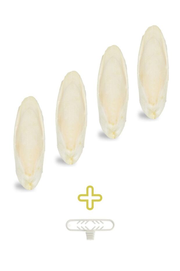 4 Adet Temizlenmiş Küçük Boy Kalamar Kemiği (7-8cm) Mürekkep Balığı Kemiği Ve Tutacak - 2
