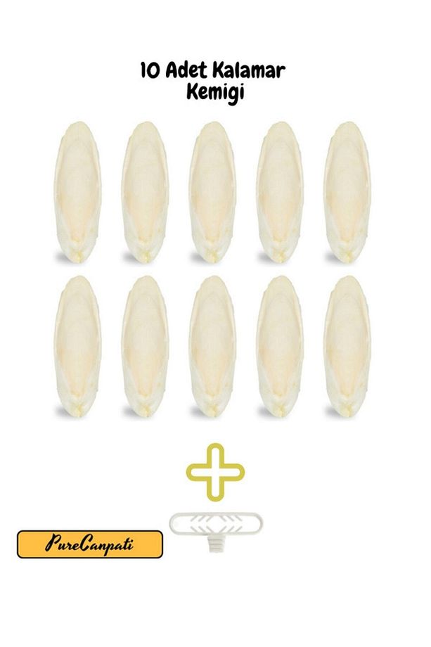 10 Adet Küçük Boy Kalamar Kemiği (7-8cm) Mürekkep Balığı Kemiği Ve Tutacak - 2