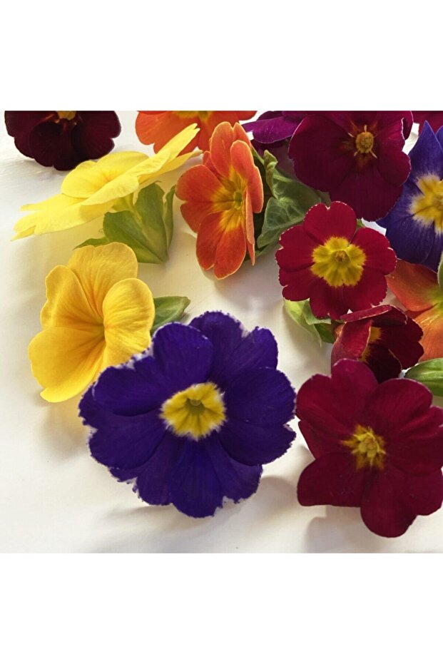 Yenilebilir Çuha Çiçeği - 3