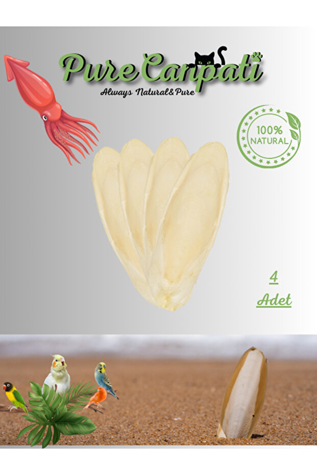4 Adet Temizlenmiş Küçük Boy Kalamar Kemiği (7-8cm) Mürekkep Balığı Kemiği Ve Tutacak - 1