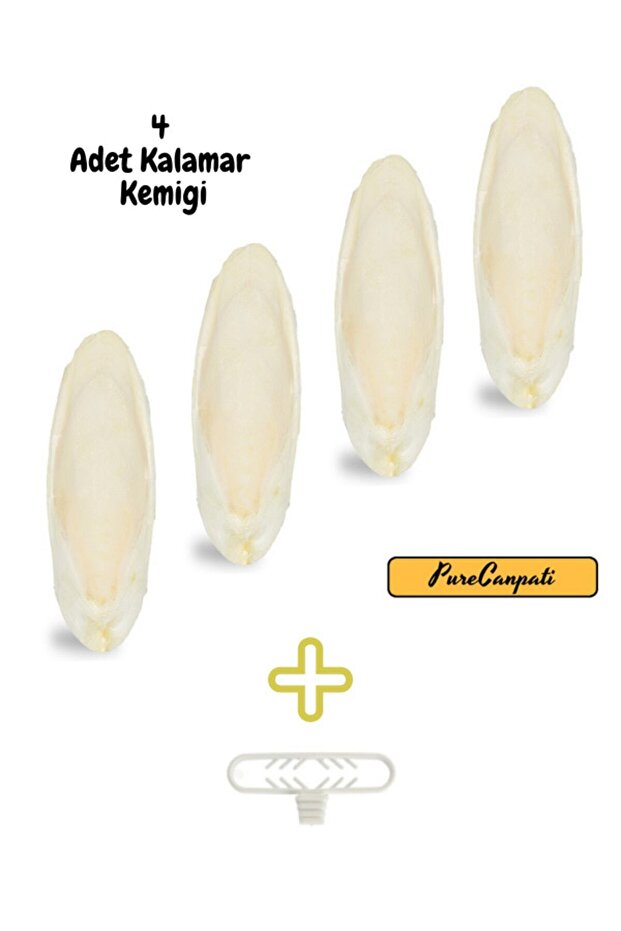 4 Adet Temizlenmiş Küçük Boy Kalamar Kemiği (7-8cm) Mürekkep Balığı Kemiği Ve Tutacak - 3