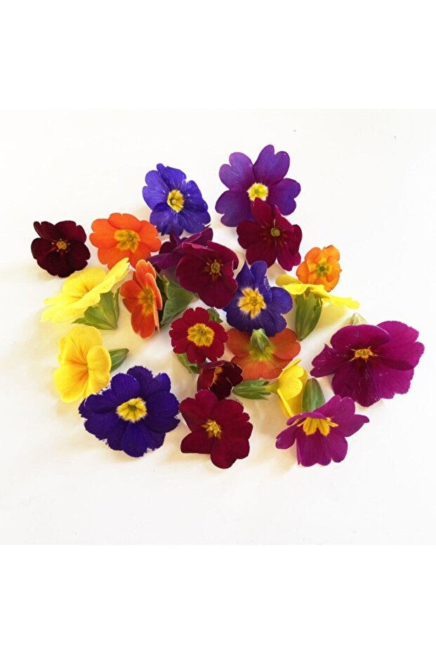 Yenilebilir Çuha Çiçeği - 2