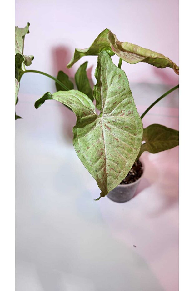 Syngonium Milk Confetti - 4