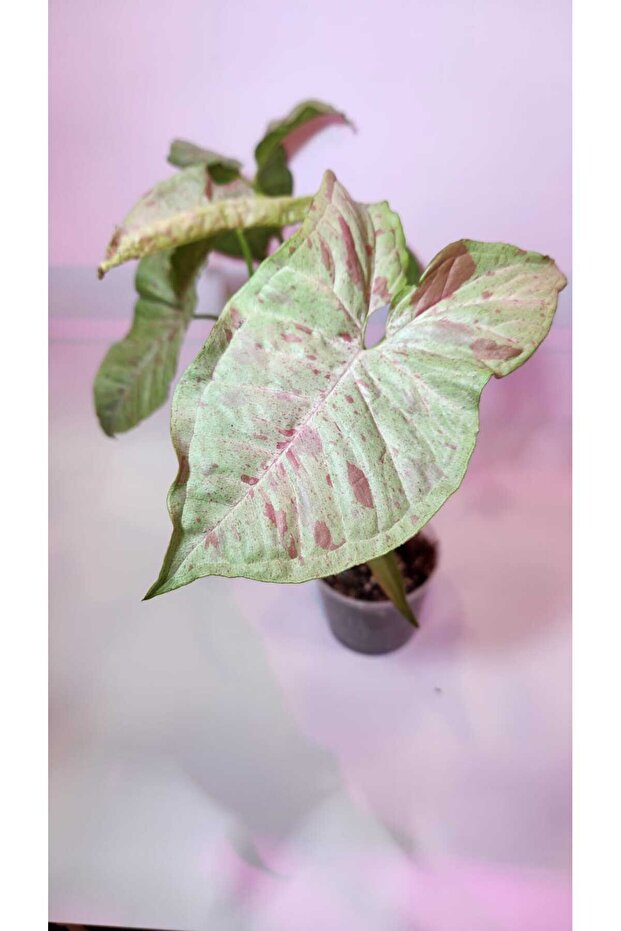 Syngonium Milk Confetti - 6