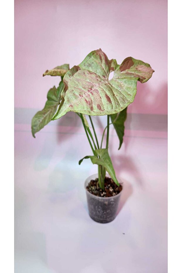 Syngonium Milk Confetti - 1