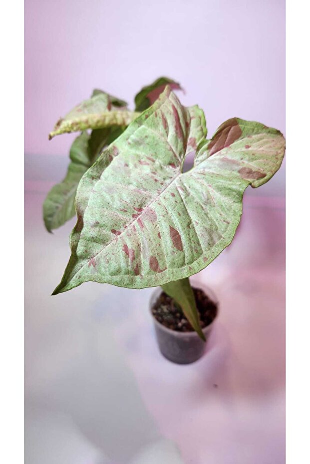 Syngonium Milk Confetti - 2