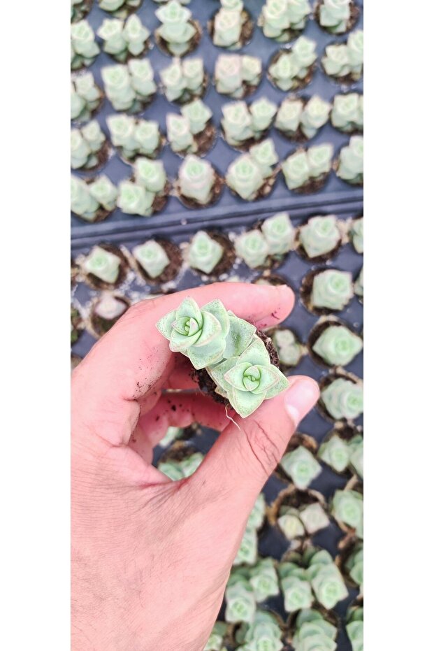 Crassula Perfossa - 1