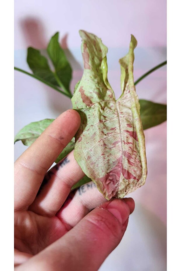 Syngonium Milk Confetti - 8