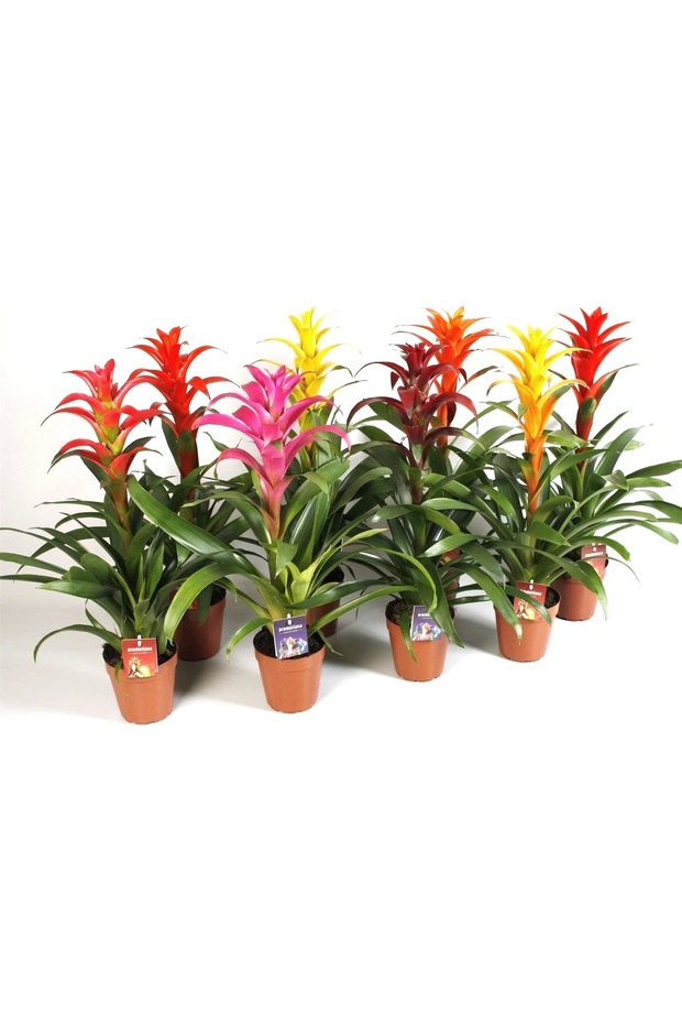 Farklı Renklerde Guzmania / Guzmanya Çiçeği 45-50 cm Canlı Çiçek - 1