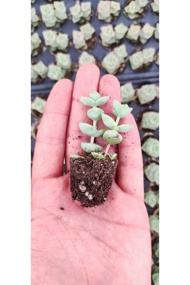 Crassula Perfossa - 2