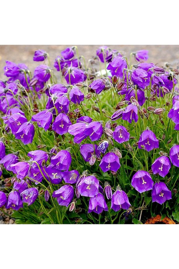 Kadeh - Çan (campanula L.) Çiçek Tohumu 100 Adet - 1