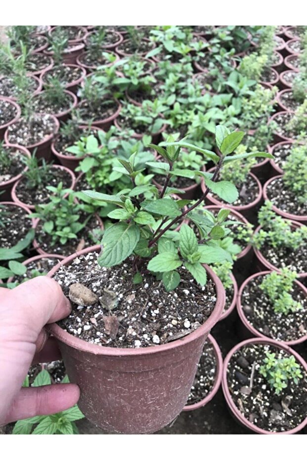 Saksılı Nane Fidanı Fidesi 1 Adet 10-20 Cm Mentha - 1