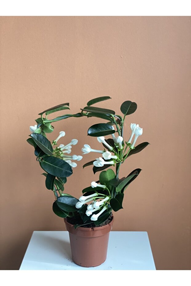 Madagaskar Yasemin (stephonatis) - 1