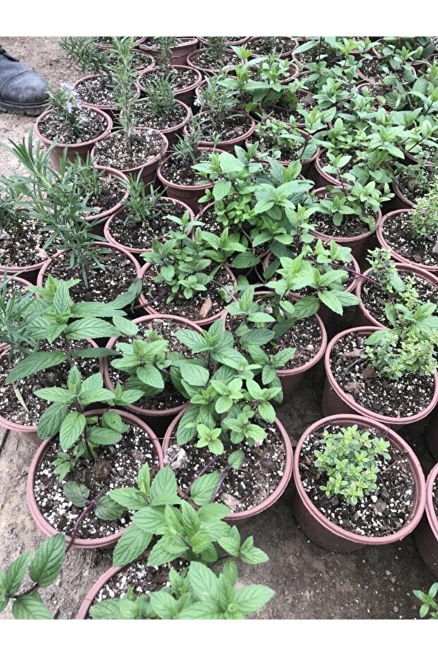 Saksılı Nane Fidanı Fidesi 1 Adet 10-20 Cm Mentha - 2