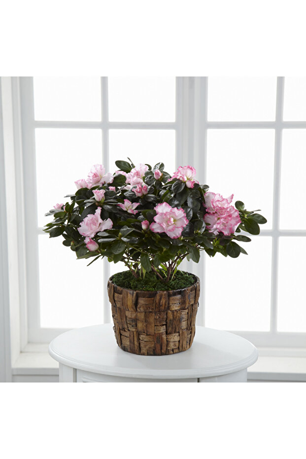 Pembe Açelya Bitkisi Azalea 30-40 cm - 2